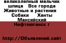 великолепный мальчик шпица - Все города Животные и растения » Собаки   . Ханты-Мансийский,Нефтеюганск г.